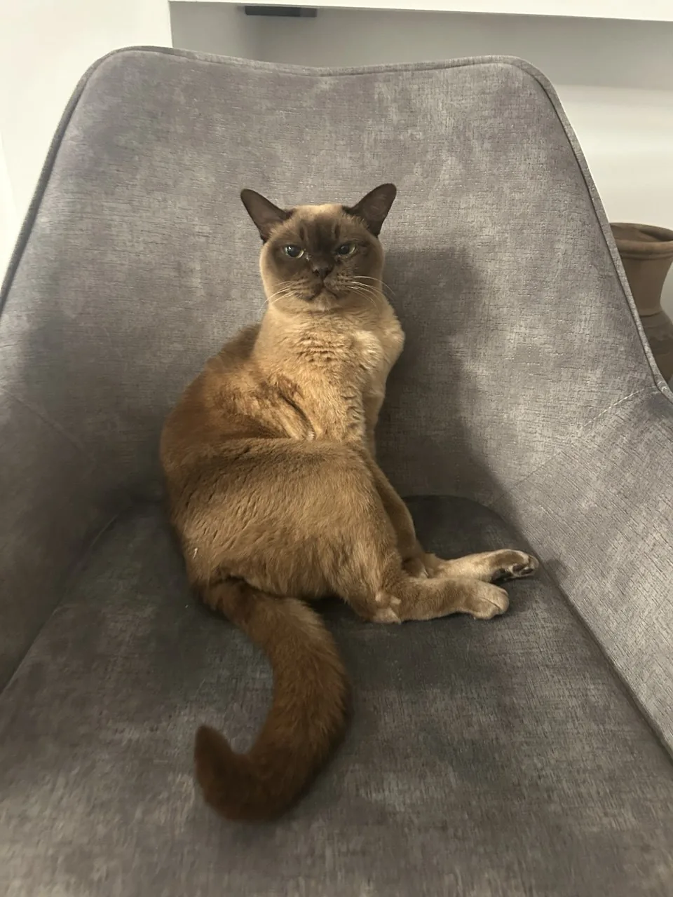 Unser Bürochef: eine Katze auf einem Sessel